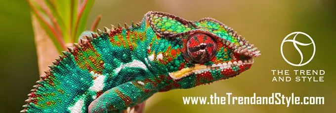 thetrendandstyle advertorial banner